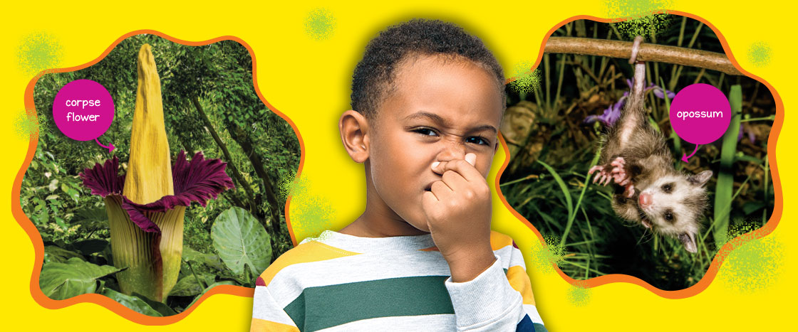 A boy holding his nose. In the backgorund is a corpse flower and an opossum.