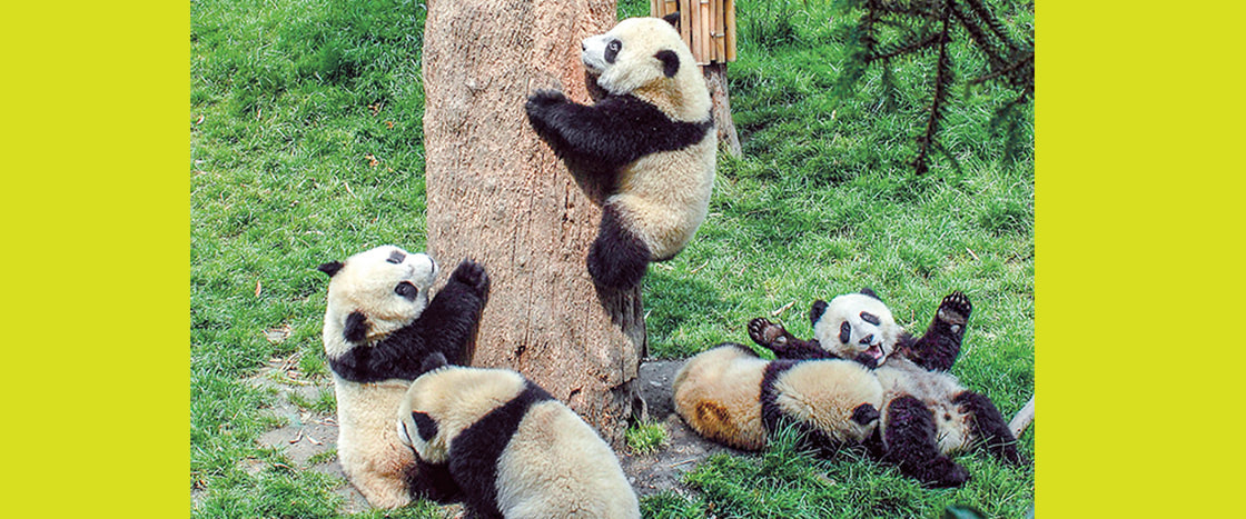 Photo of a group of pandas hanging out and one climbing a tree