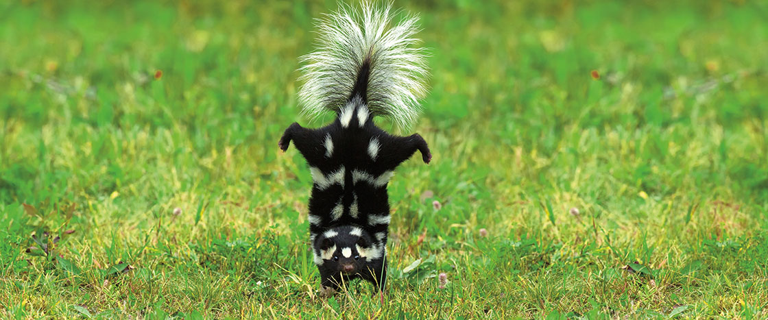 a skunk standing in a field with its hind legs in the air