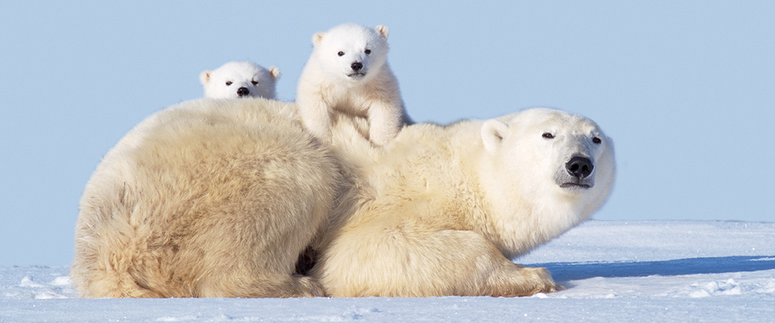 Photo of a polar bear laying in the snow with its two babies