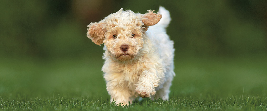 Image of a small puppy running through grass