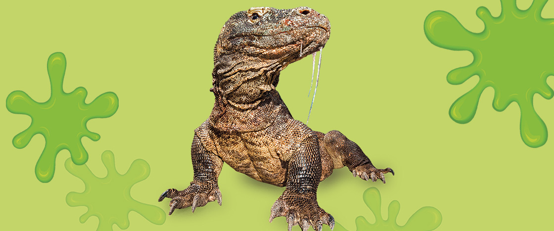 Image of Komodo Dragon with slime oozing out of its mouth